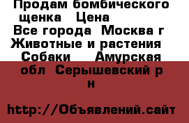 Продам бомбического щенка › Цена ­ 30 000 - Все города, Москва г. Животные и растения » Собаки   . Амурская обл.,Серышевский р-н